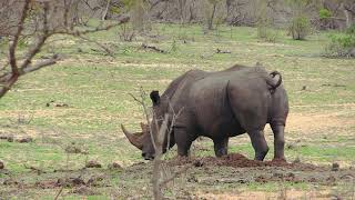 Rhino pooping marking their territory on dung middens in Kruger National Park [upl. by Ailehc208]