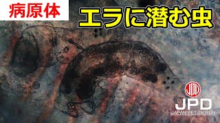 【病原体動画】ダクチロギルス [upl. by Gurevich116]