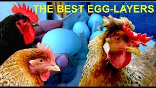 Top10 Best EggLayers of all CHICKEN BREEDS with Cream Legbar Marans Araucana Leghorn eggs [upl. by Eillas]