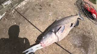 Wateree Dam Catfishing May 2023 pt 1 30 lber caught [upl. by Euqinomad]