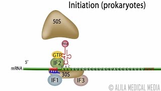 Animation of Protein Synthesis Translation in Prokaryotes [upl. by Kcirdde]