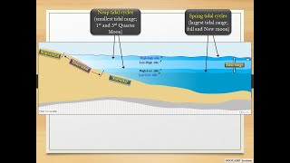 Subtidal Intertidal and Supratidal zones [upl. by Steffie463]