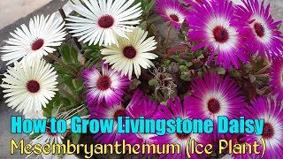 Ice Plant Flower  How to Grow Livingstone Daisy  How to Grow Mesembryanthemum From Seeds [upl. by Furiya]