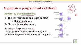 علم الحيوان Zoology  الوحدة 5  Apoptosis [upl. by Grant]