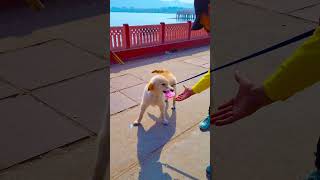 मेरा डॉग किसी के पीछे पड़ गया😭 funnydogs shorts [upl. by Yleek]