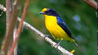 Violaceous Euphonia song [upl. by Tilden]