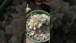 Echeverias are really amazing plants succuelnts garden farm [upl. by Birmingham]