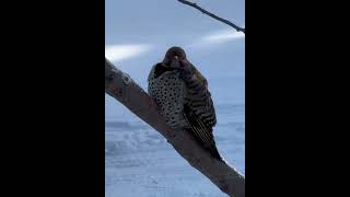 Yellow shafted Northern Flicker He get chasing by Red shafted Flicker [upl. by Mitzl818]