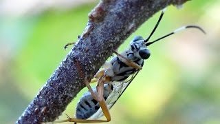 Ichneumon Wasp Sphelodon phoxopteridis is an Endoparasitoid of Lepidoptera [upl. by Romilda]