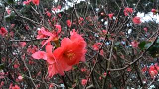 Flowering Quince  Chaenomeles speciosa  Japanese Quince  zhou pi mugua HD 01 [upl. by Martynne]