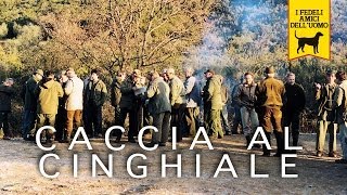 CACCIA AL CINGHIALE trailer documentario [upl. by Rox]