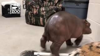 Premature Baby Hippo Takes First Steps  Cincinnati Zoo [upl. by Stroud767]