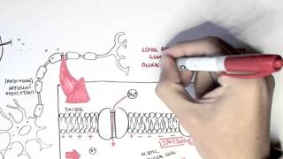 Pharmacology  Local Anaesthetic [upl. by Sudbury]