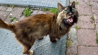 Rusty Cat Meows Like Grandma [upl. by Callahan]