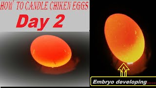 CANDLING CHICKEN EGGS DAY 2FULL CLEAR CANDLING NEW 2020 [upl. by Jaco]