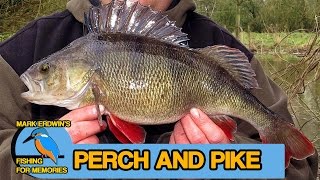 Perch and Chub fishing  Catching Pike amp Perch Video 71 [upl. by Orgalim]