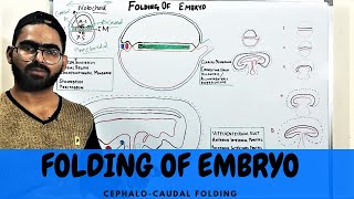 HEAD AND TAIL FOLDING OF EMBRYO  CEPHALOCAUDAL FOLDING  DEVELOPMENT OF GIT 1 [upl. by Rhiana]