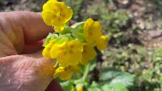 Planting Springtime Pollinator Friendly Plants in my Garden [upl. by Suellen17]