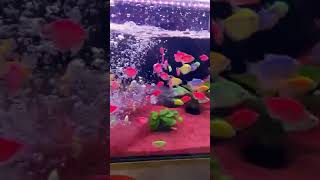 Baliqlar Akvarium Fish YouTube Azerbaycancan azərbaycan trending IndiaTV hindi [upl. by Netfa]