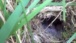 willow warbler nest and eggs [upl. by Airalednac782]