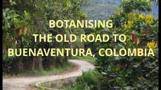 BOTANISING THE OLD ROAD TO BUENAVENTURA COLOMBIA [upl. by Renaldo50]