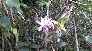 Orquídea Cattleya intermedia  habitat natural  Atlantic Forest Orchid in the Wild [upl. by Reinhart175]