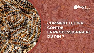 La solution contre la chenille processionnaire du pin [upl. by Farrison]