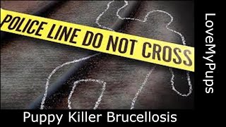 Terrible Cause Of Puppy Death Brucellosis [upl. by Esinyl]