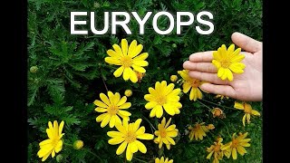 EURYOPS O MARGARITA AMARILLA [upl. by Nnylecoj]