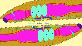 EARTHWORM REPRODUCTION [upl. by Lowrance]