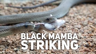 Black Mamba Striking [upl. by Anaibib]