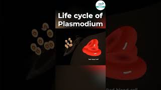 Life Cycle of Plasmodium 🦟  shorts ytshorts  Infinity Learn NEET [upl. by Mcallister]