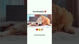 ritik dog kennel miss you Chintu Don 😔😔video ritikdogkennel177 missyou friends [upl. by Netsreik]