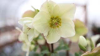 Hellebore Care Guide [upl. by Eiramnaej514]