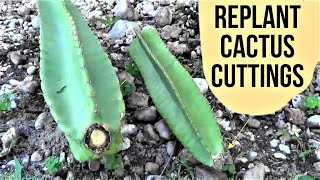 How To Plant Cereus Peruvianus Cactus Cuttings Florida [upl. by Mamie725]