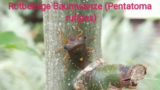 Rotbeinige Baumwanze Pentatoma rufipes [upl. by Ulrick320]