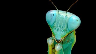 Hierodula sp Blue  Model mantis works for crickets [upl. by Pattin18]