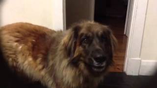 Sharlo my Leonberger talking to me [upl. by Viv]