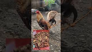 Game Bird Feed Cracked Corn  Poultry Terminologies Shorts [upl. by Florrie]