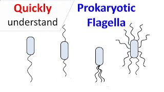 Prokaryotic Flagella [upl. by Ettigdirb]