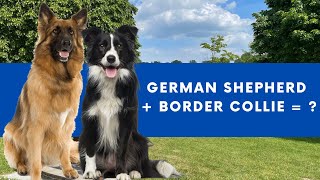 Shollie Dog German Shepherd Border Collie Mix Info With Pictures [upl. by Eanom]