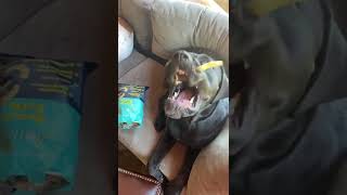 Dogs catching treats  Funny dogs [upl. by Einamrej]