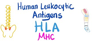 Human Leukocytic Antigen HLA  Major Histocompatibility Complex MHC  Immune System [upl. by Rehpotsyrhc]