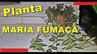 Planta MARIA FUMAÇA Como Cuidar de planta Asa de Barata [upl. by Nivrek]