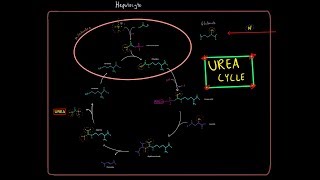 The Urea Cycle EVERYTHING YOU NEED TO KNOW BIOCHEMISTRY MCAT [upl. by Nauqan]