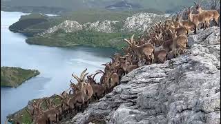 Decenas de cabras montesas en la Montaña de Riaño 12 [upl. by Arahs]