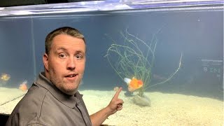 How to fix Cloudy Fish Tank Water Live Stream [upl. by Prager63]