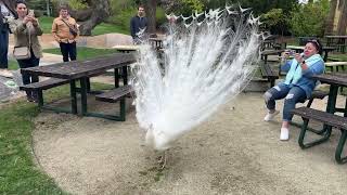 Rare White Peacock opening feathers Beautiful Peacock [upl. by Kceb]