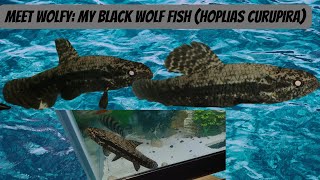 Meet Wolfy My Black Wolf Fish Hoplias Curupira [upl. by Oberg]