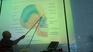 Anatomy of head amp neck 7  Skull  part 7  norma lateralis   by Dr Wahdan [upl. by Aicilev]